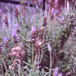 facial-gel-aloe-lavanda-02 lavanda